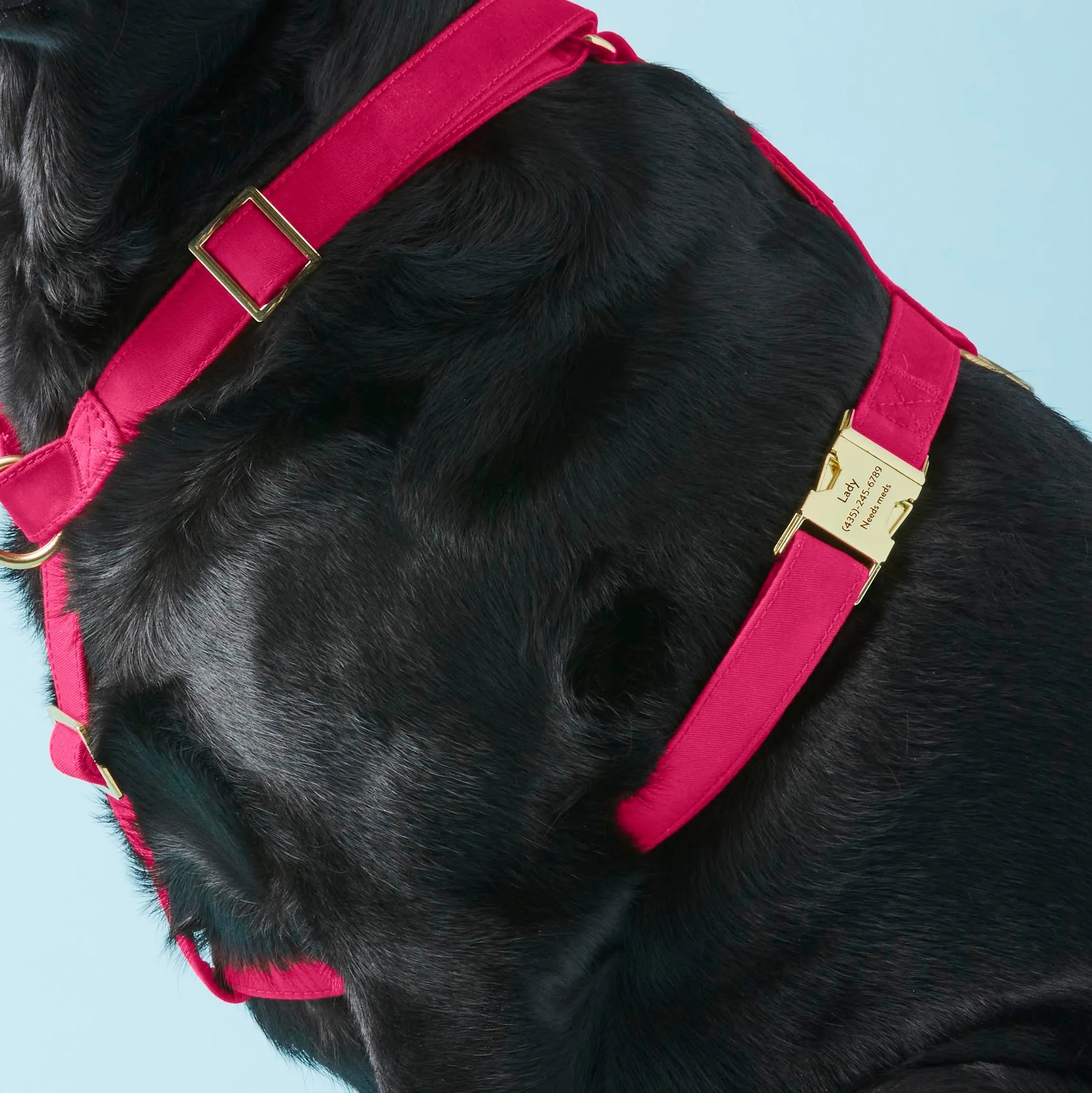 Hot Pink Harness Walk Set